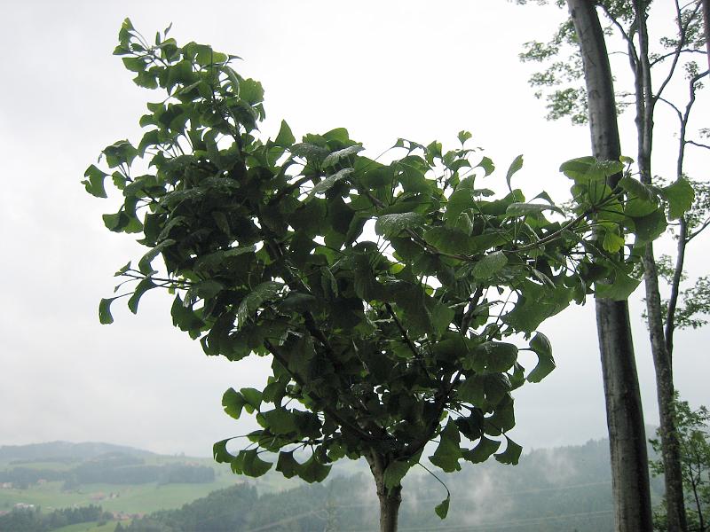 2010 06 20 A